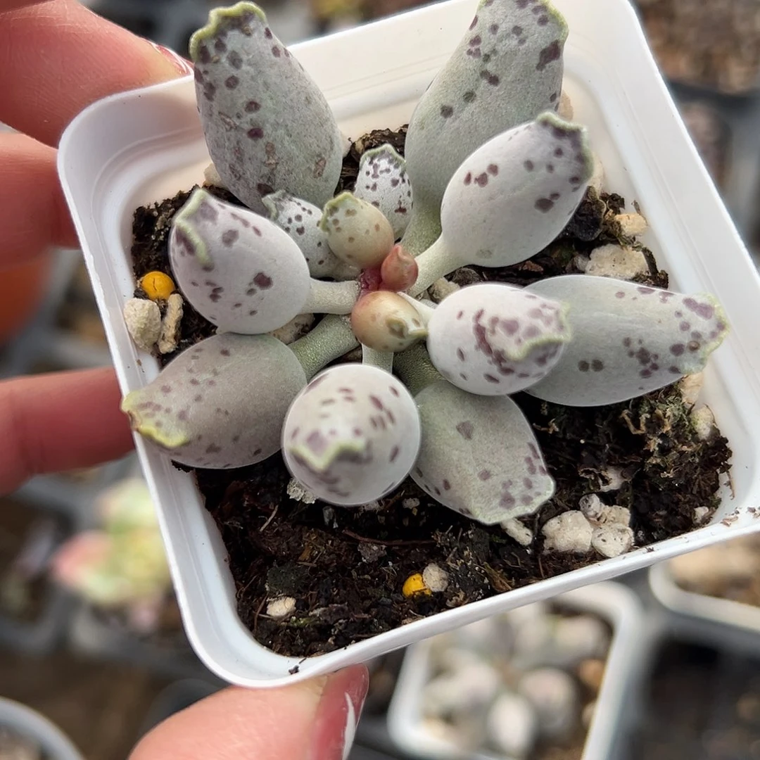 多肉植物海豹多肉