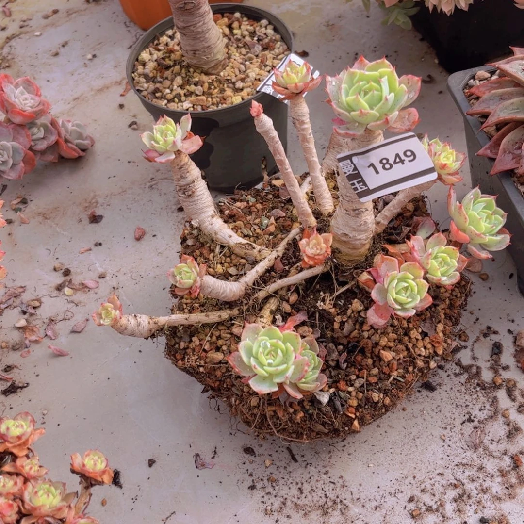 海啸多肉植物1849