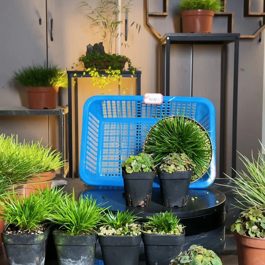 【闪购商品】不开花植物