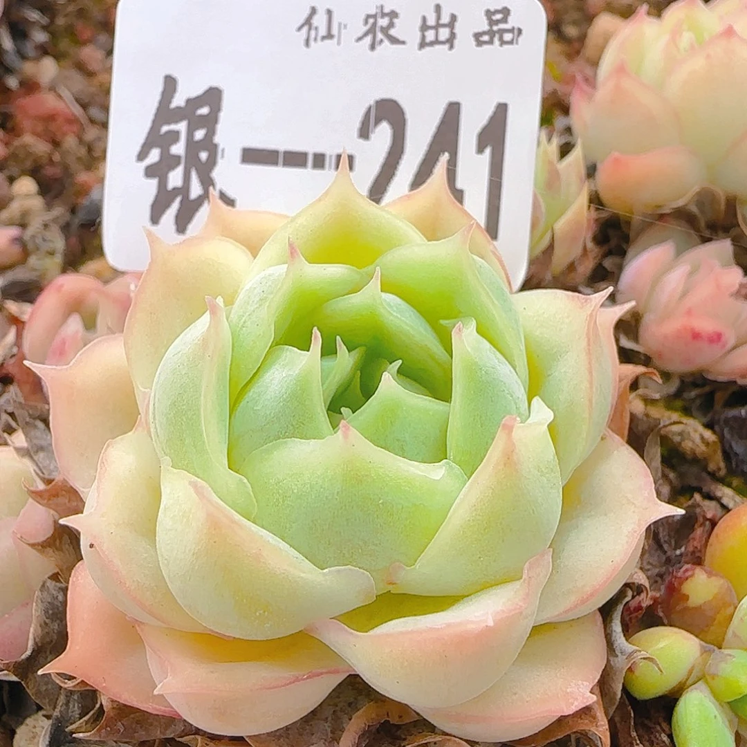 七代，241、仙农出品