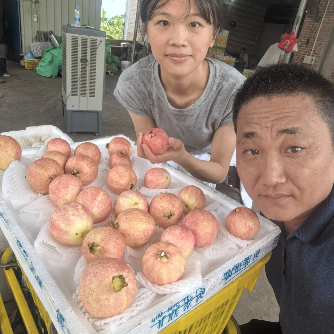 四季红番石榴盆栽苗高压苗高压枝（半眉推荐）