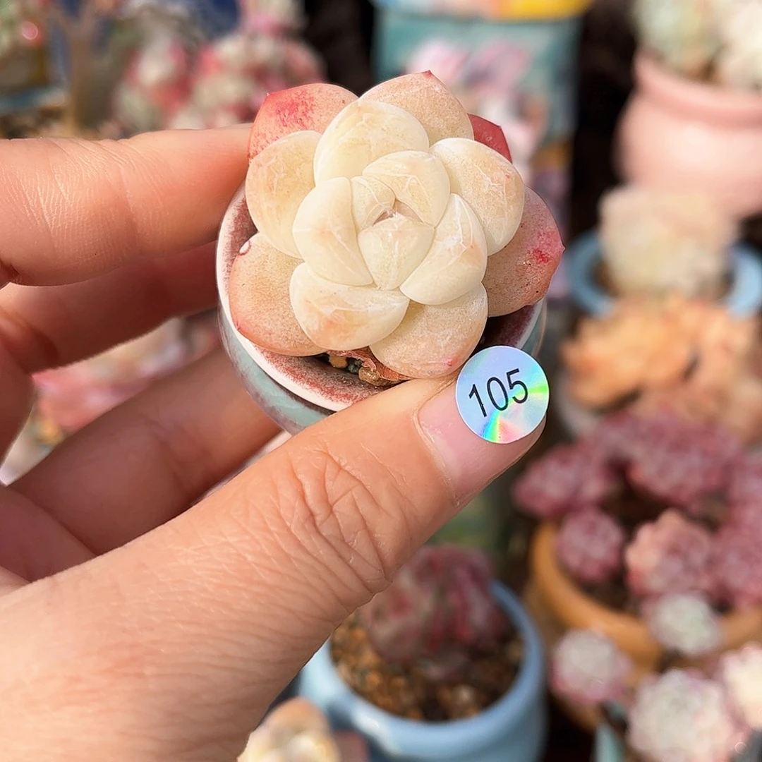 105 多肉含盆土30元包邮除偏远