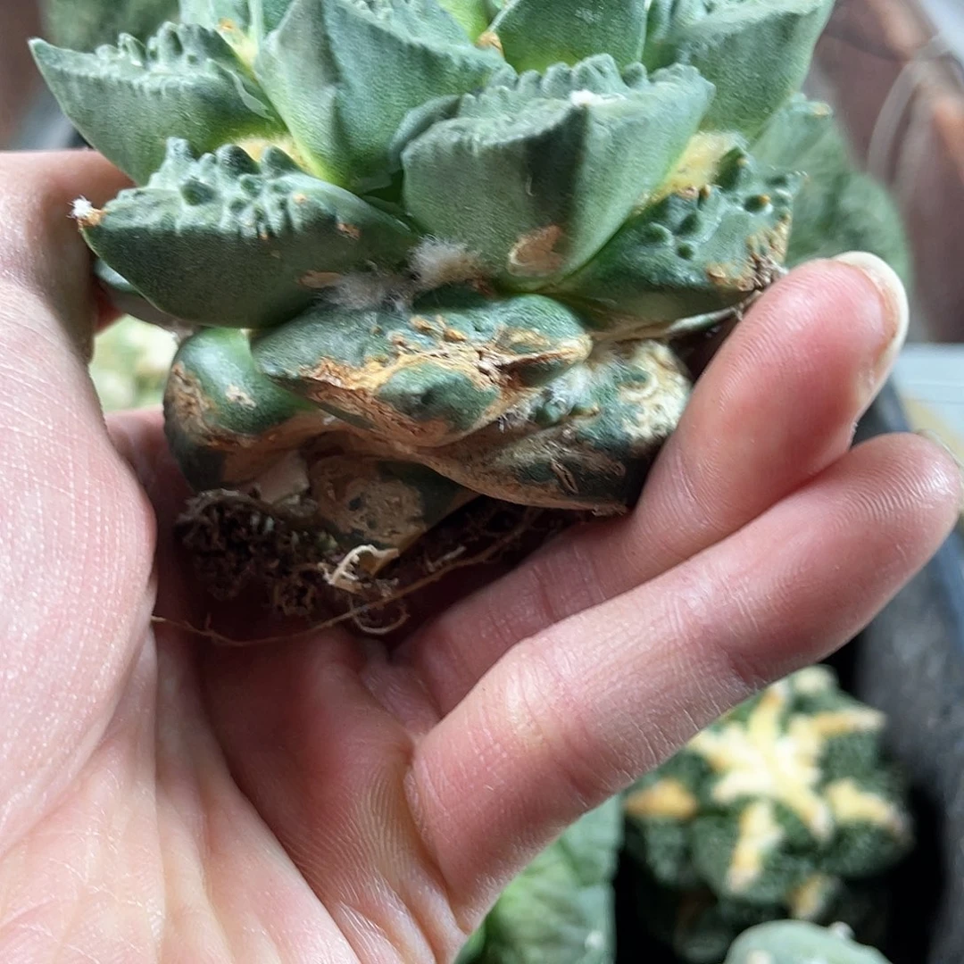 35号自根龙牙怒涛蓝白