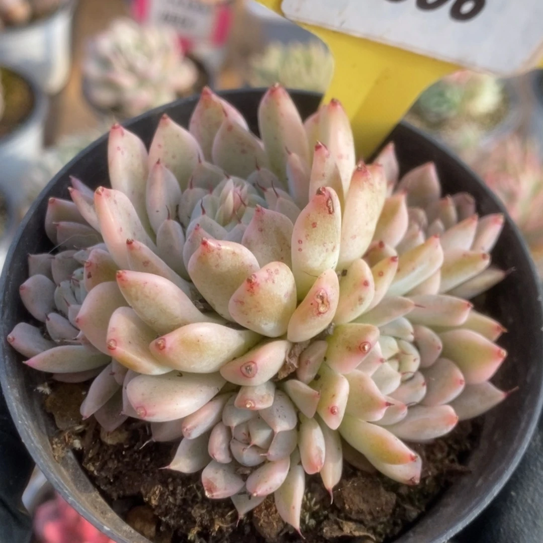 596妲己锦锦锦锦锦锦