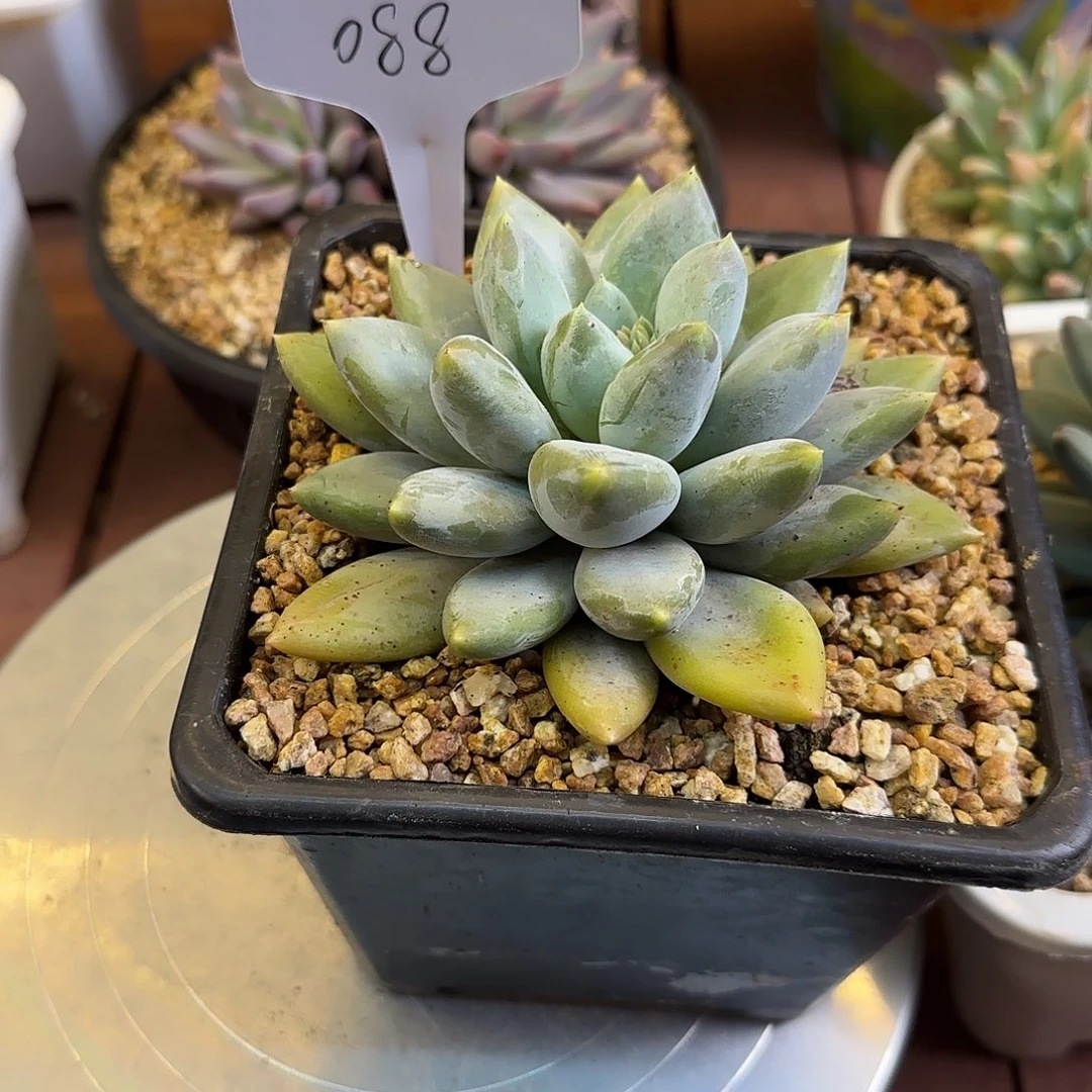 八**了哥特胖体088发走