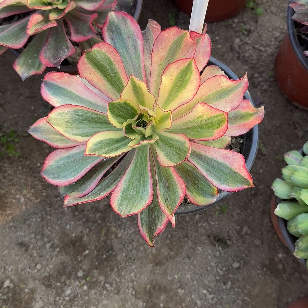 4504魅影多肉法师