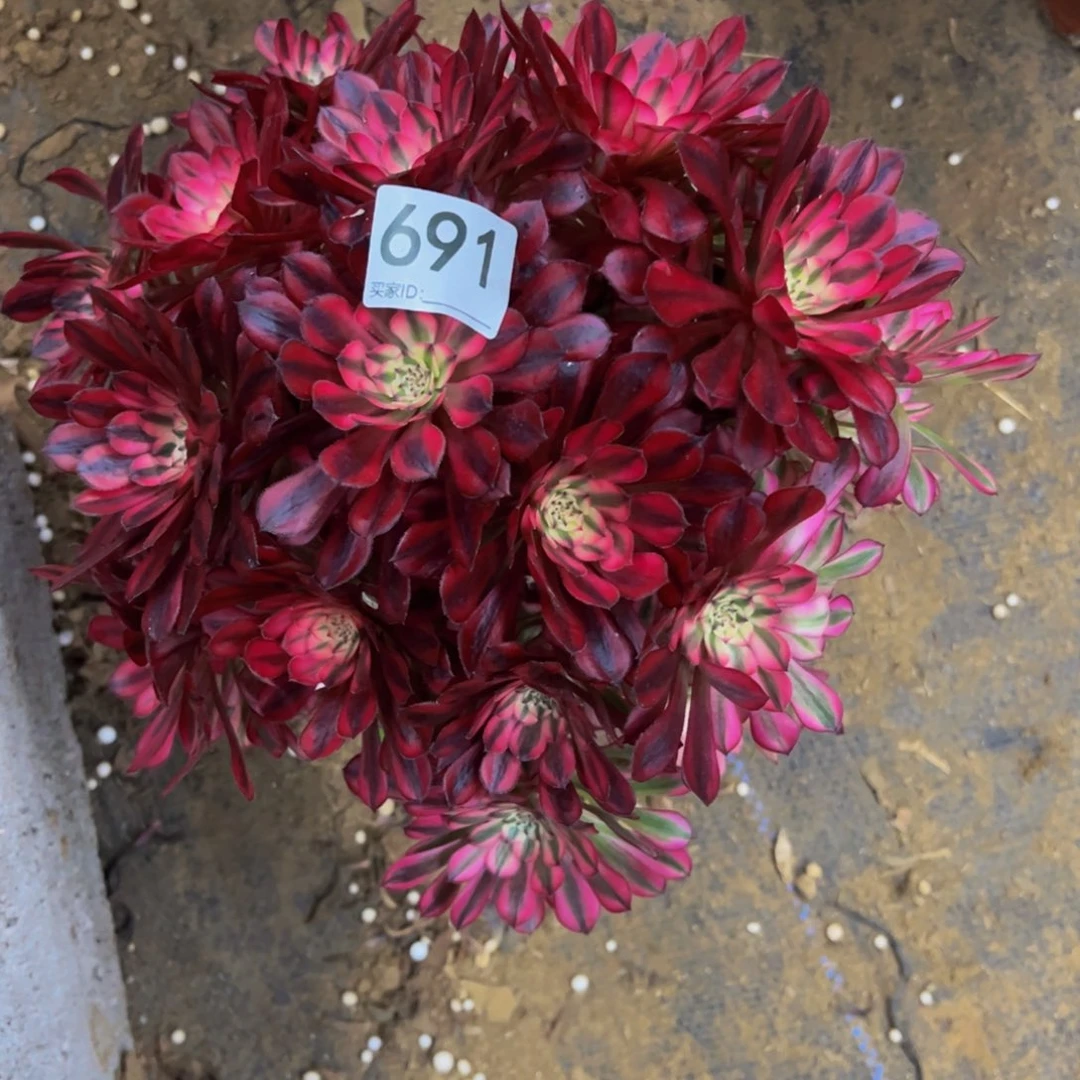 691红铜白多肉植物