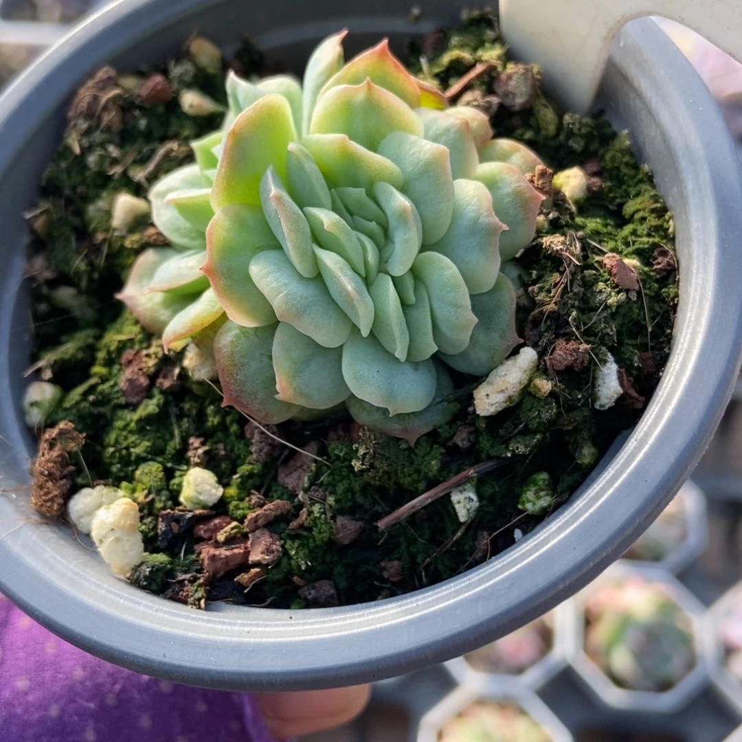 910泡泡纱缀多肉植物