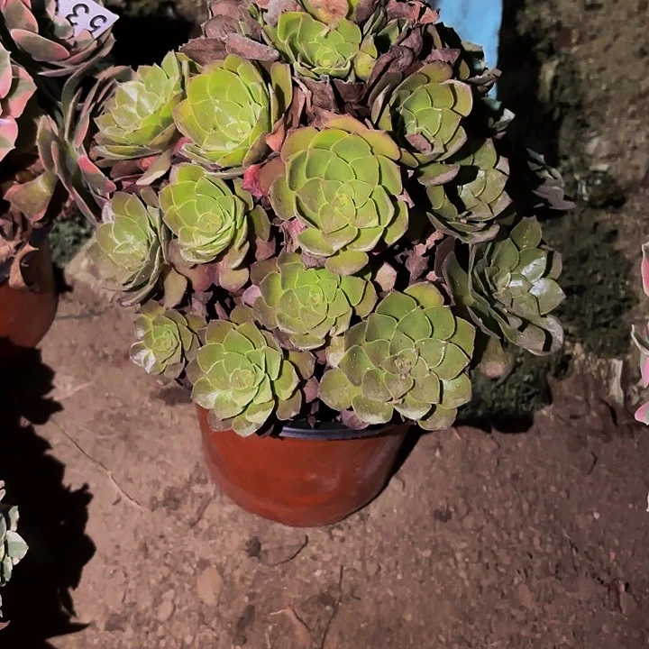 红魔多肉植物不售后