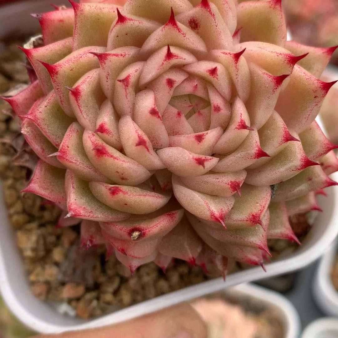 0126-24 麦杆优选