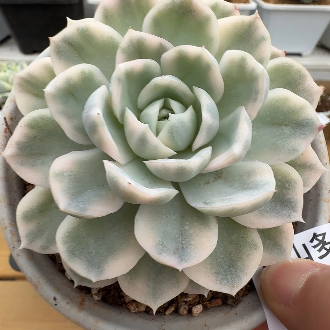 雪球锦11111110-30