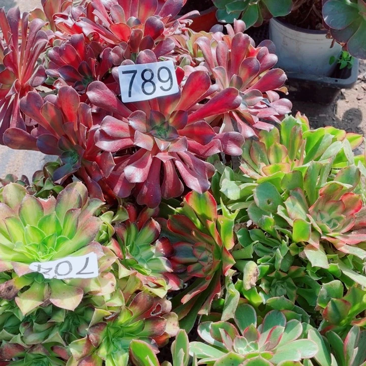 多肉植物组合789