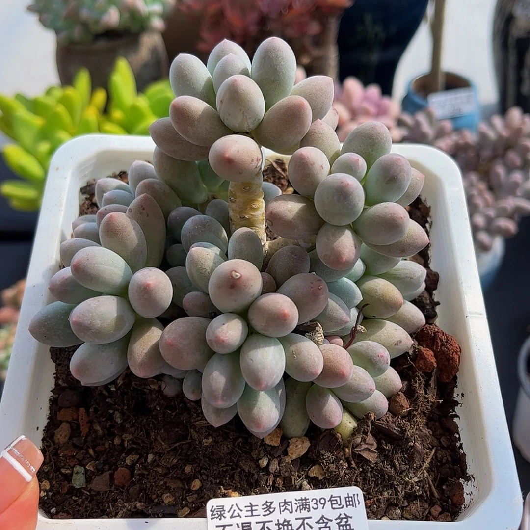 701汤圆奶多肉。11厘米