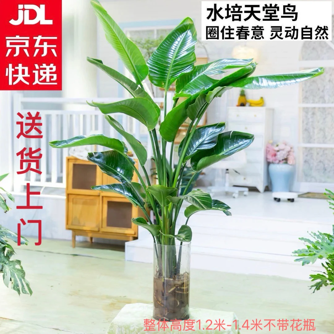 京东发货【加大加1.2-1.4米天堂鸟】买一送一到手两株苗净化空气