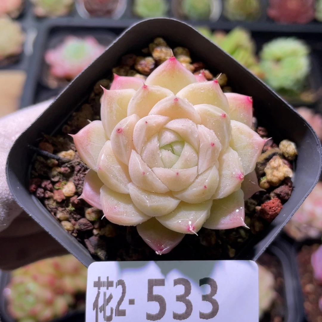 花利美2-533麦秆单头