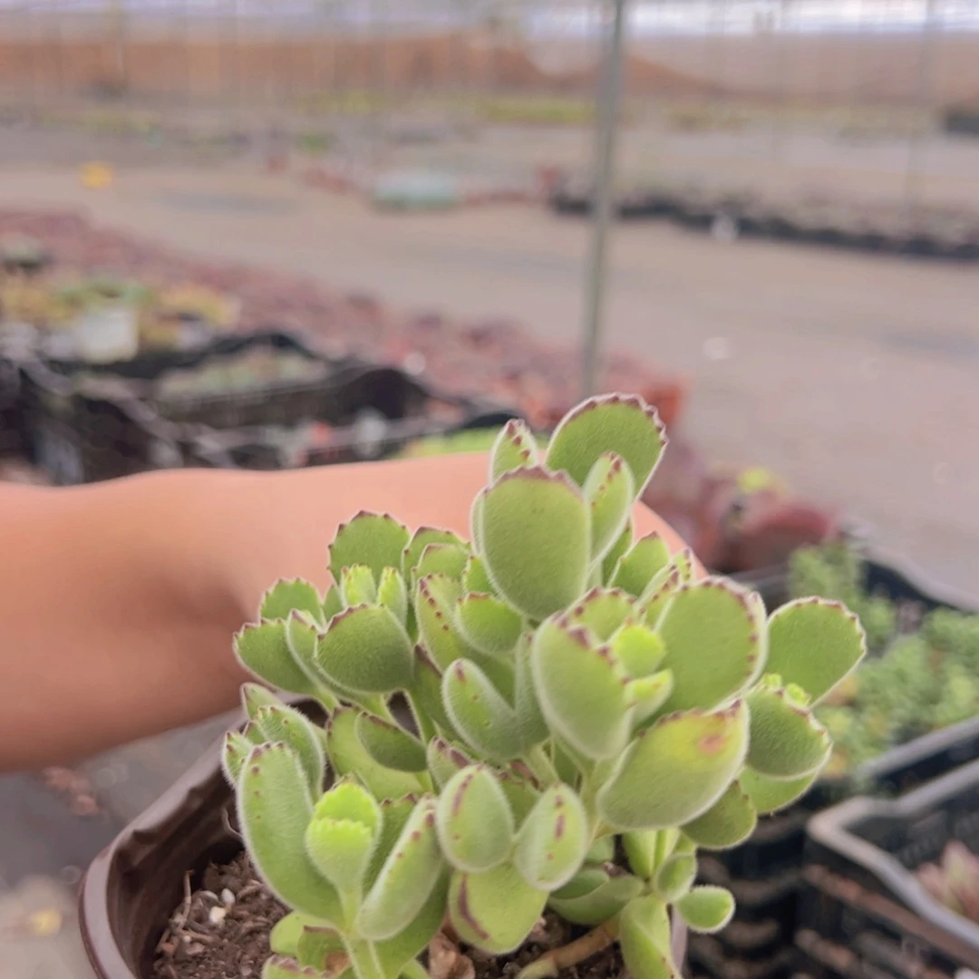 熊童子整装整群一盆