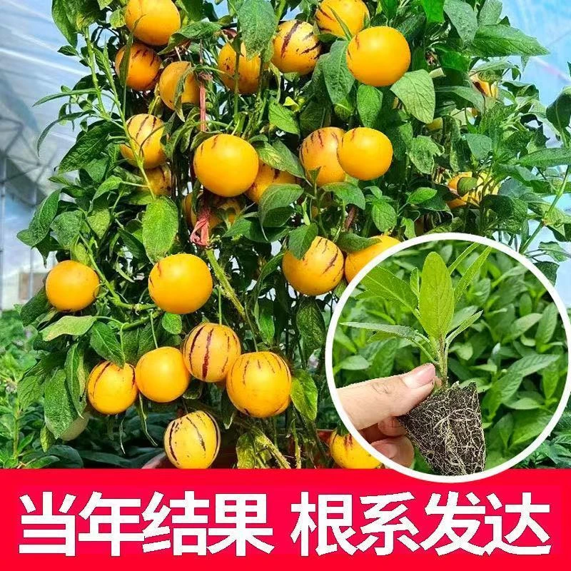 【6颗 】人参果四季结果南北方人参果苗庭院盆栽地栽长寿果苗