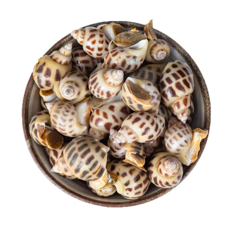 【开海季】鲜活花螺约500g/份