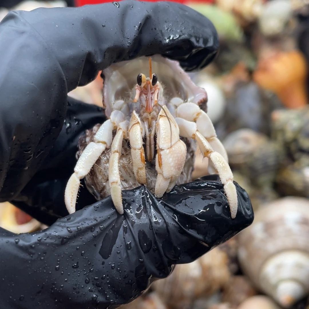 不退不换谢谢支持13