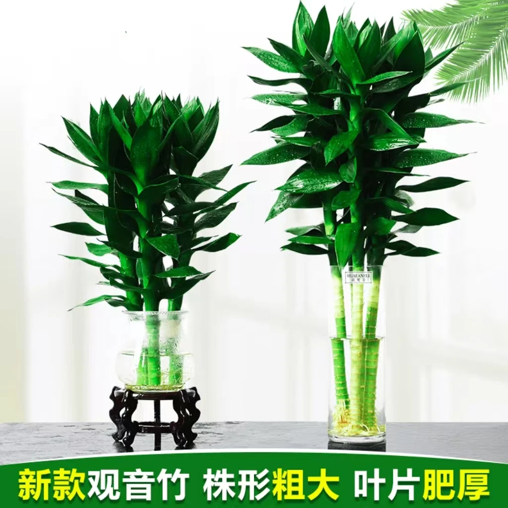四季常青大号大叶观音竹文昌竹办公室客厅水培绿植招财水培富贵竹