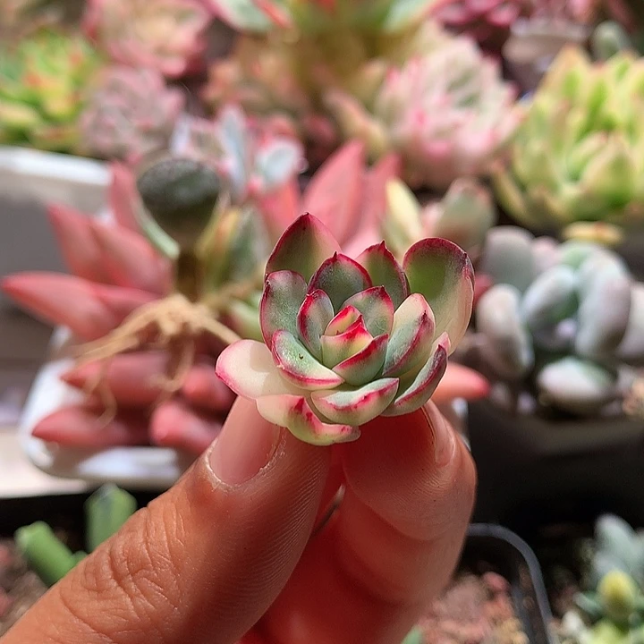 墨西哥灵隐拉丝锦