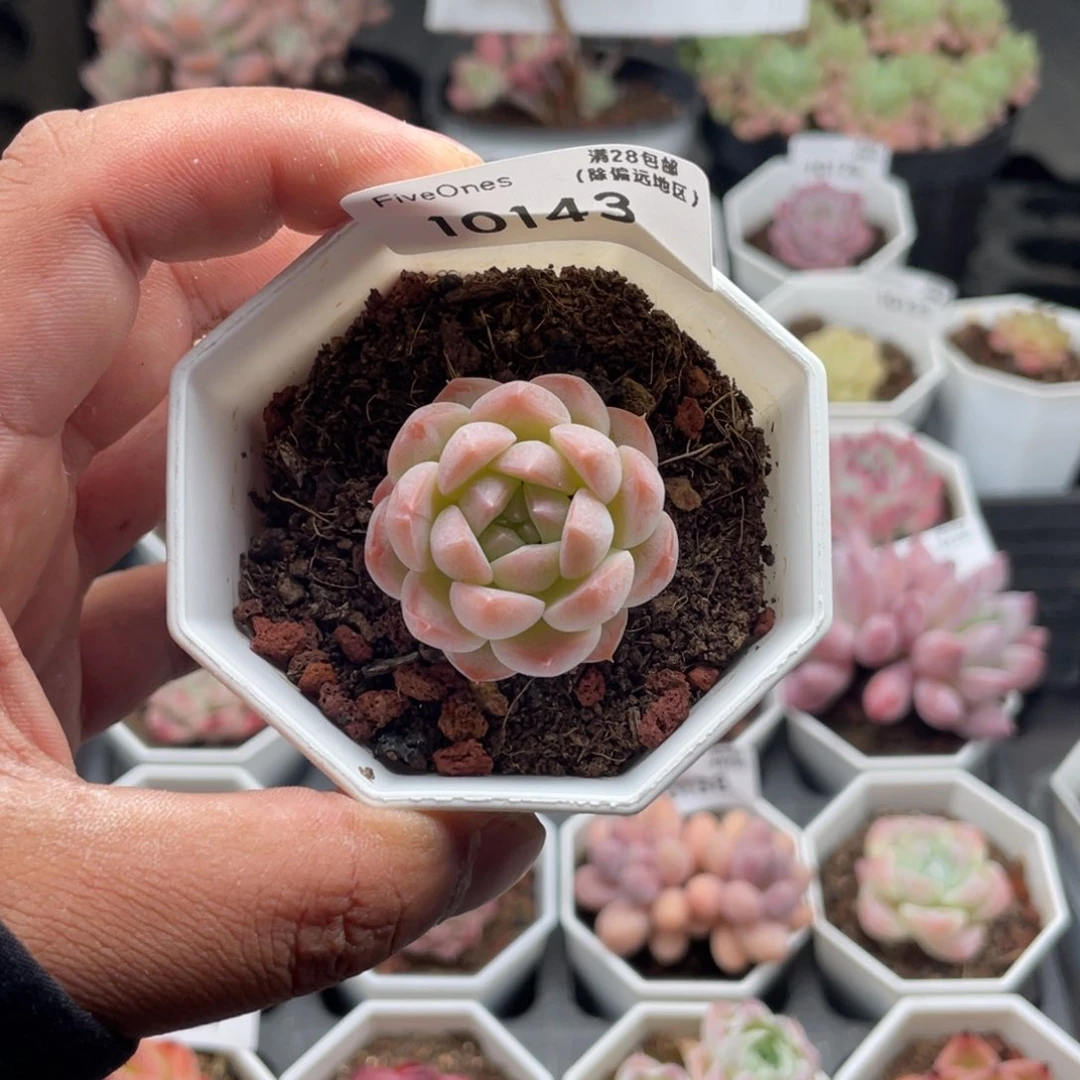 ?***?10143美梦4.0厘米