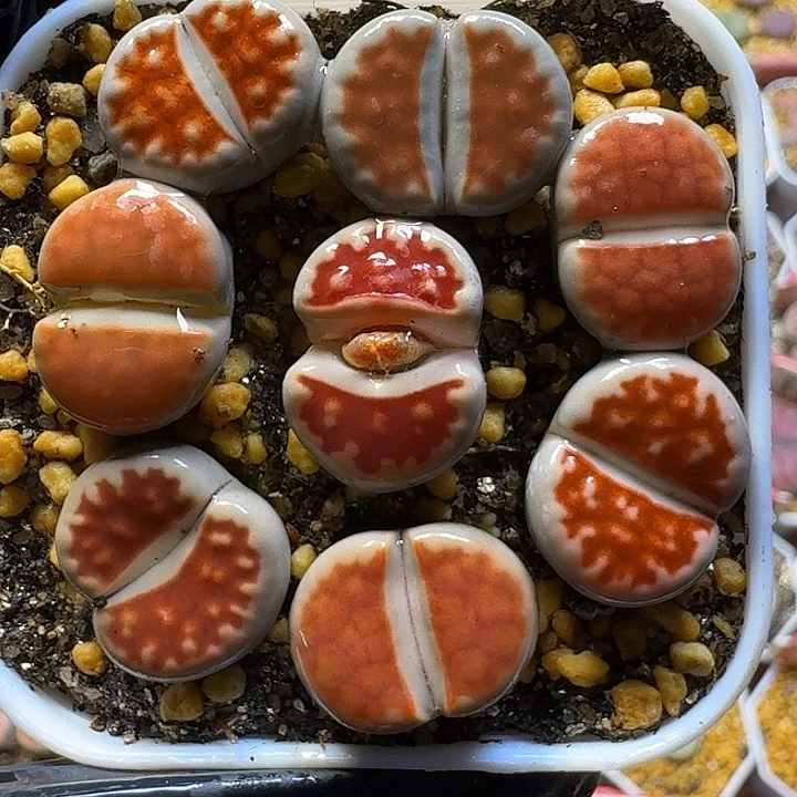 生石花11111111。   113