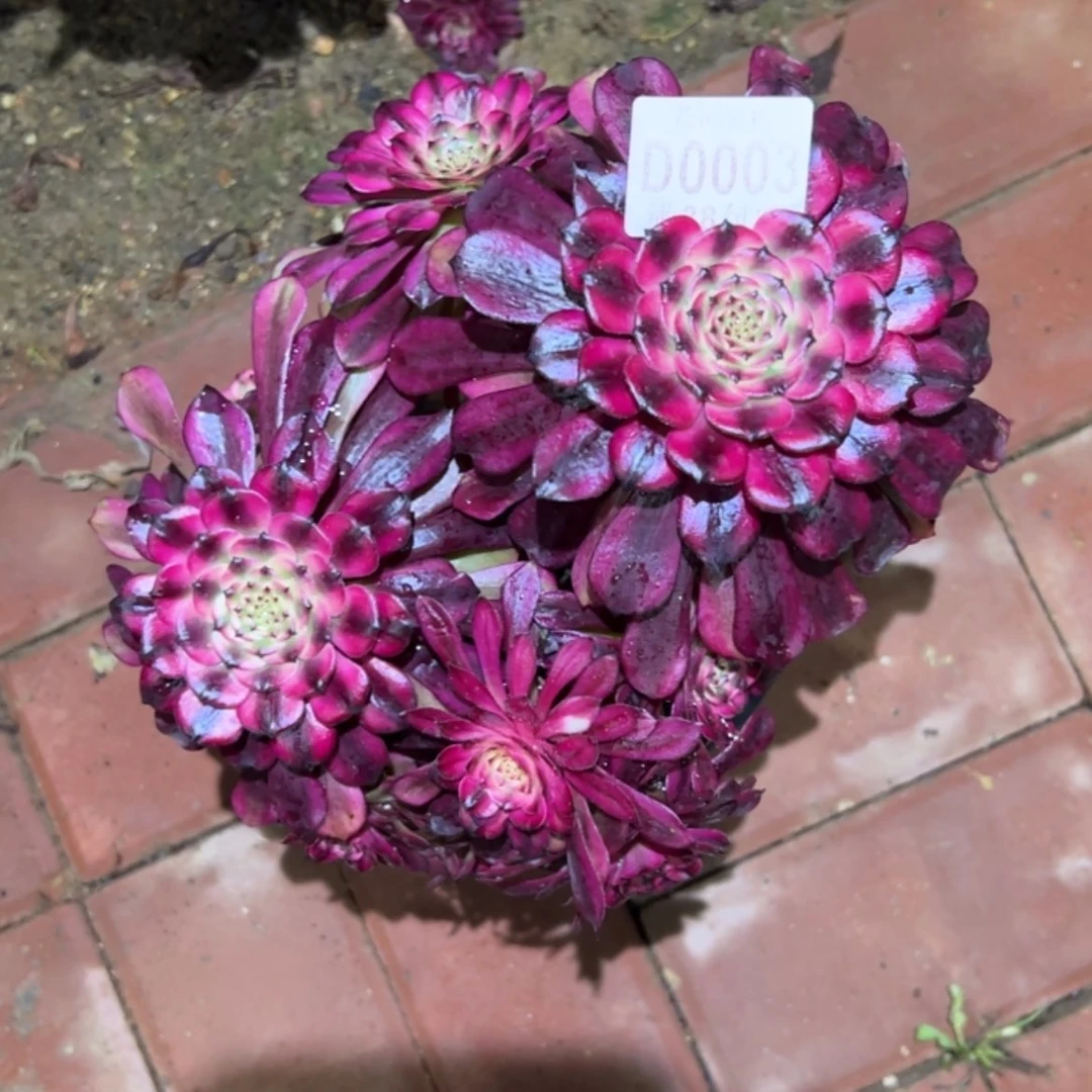 【闪购商品】003美姬多肉