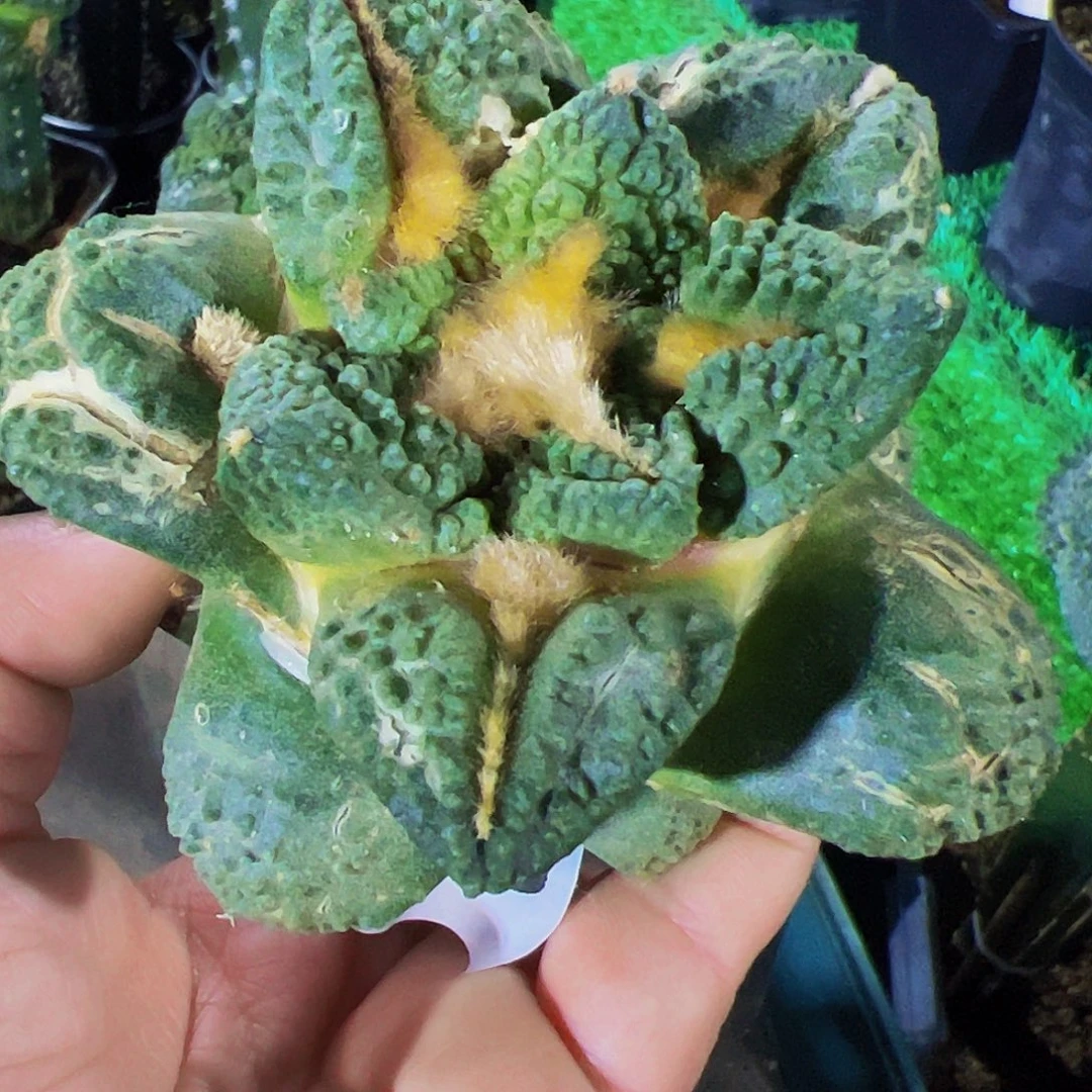 无花朵福利龟甲牡丹686