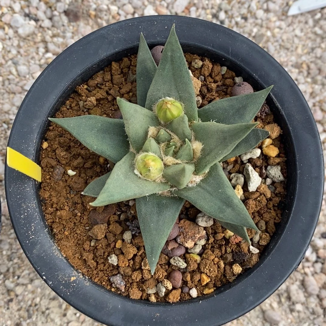 菩***心实生龙牙福利牡丹