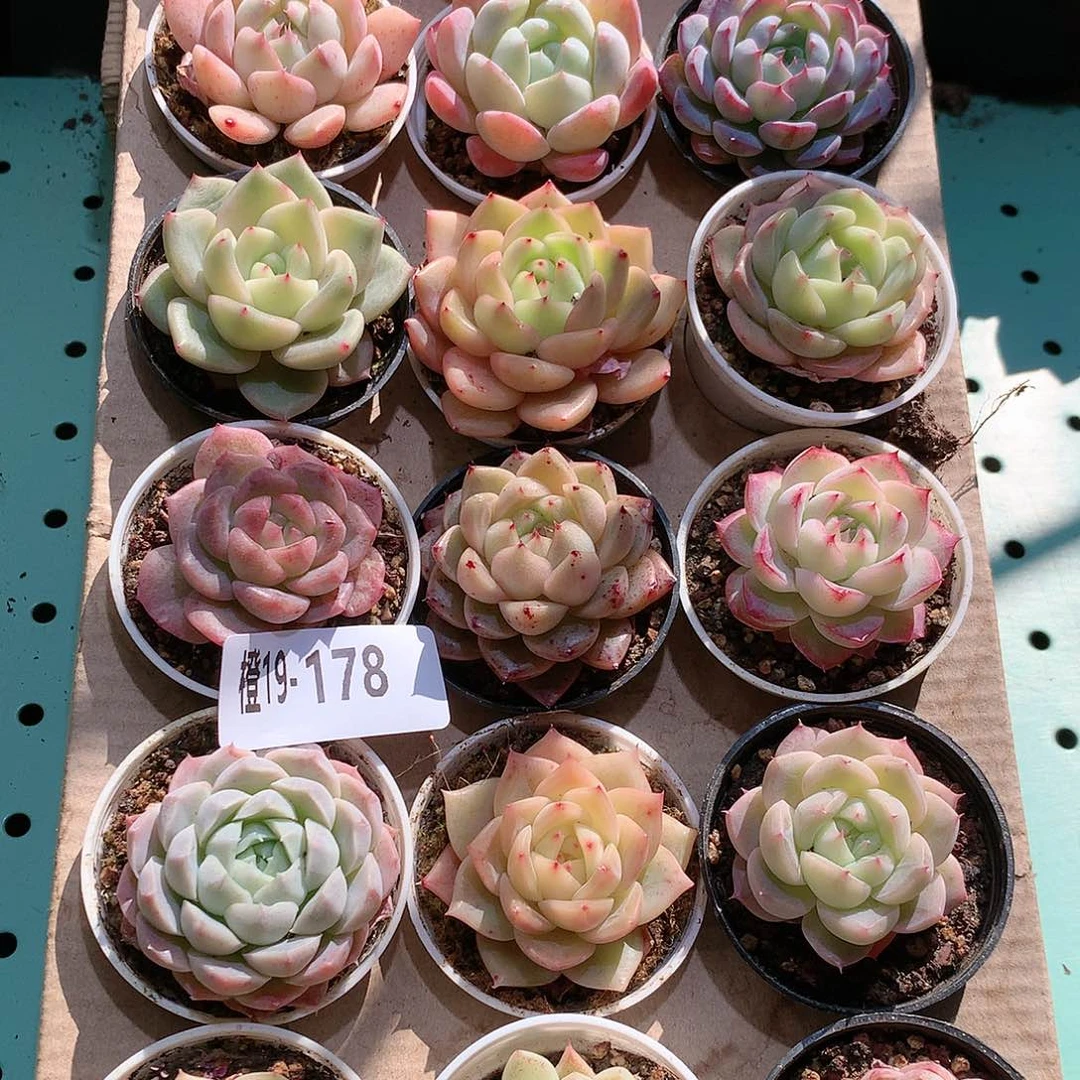 19-178一物一拍带盆18颗。