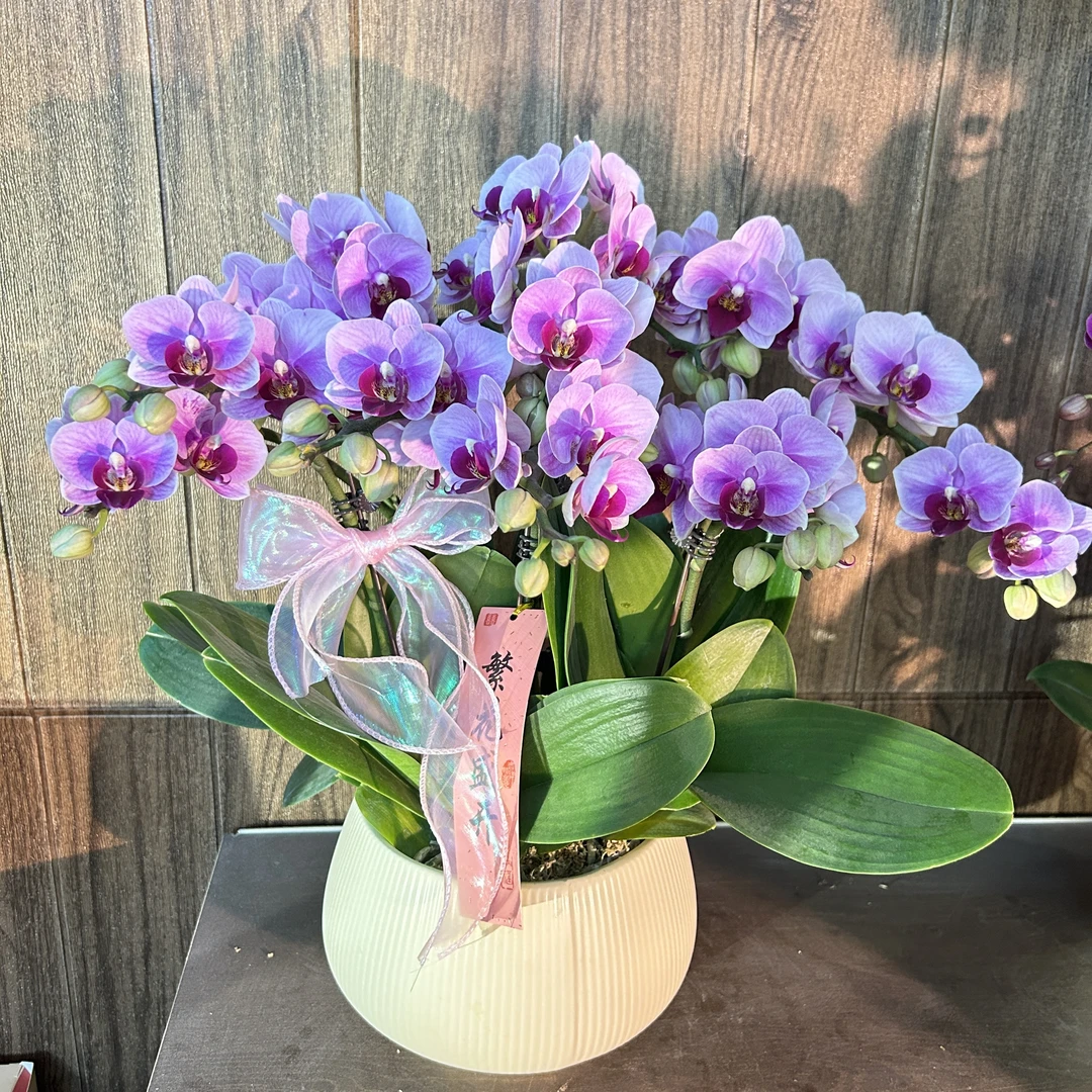 花无缺 宝贝 精品蝴蝶兰 粉色花型 室内精品观赏 真花