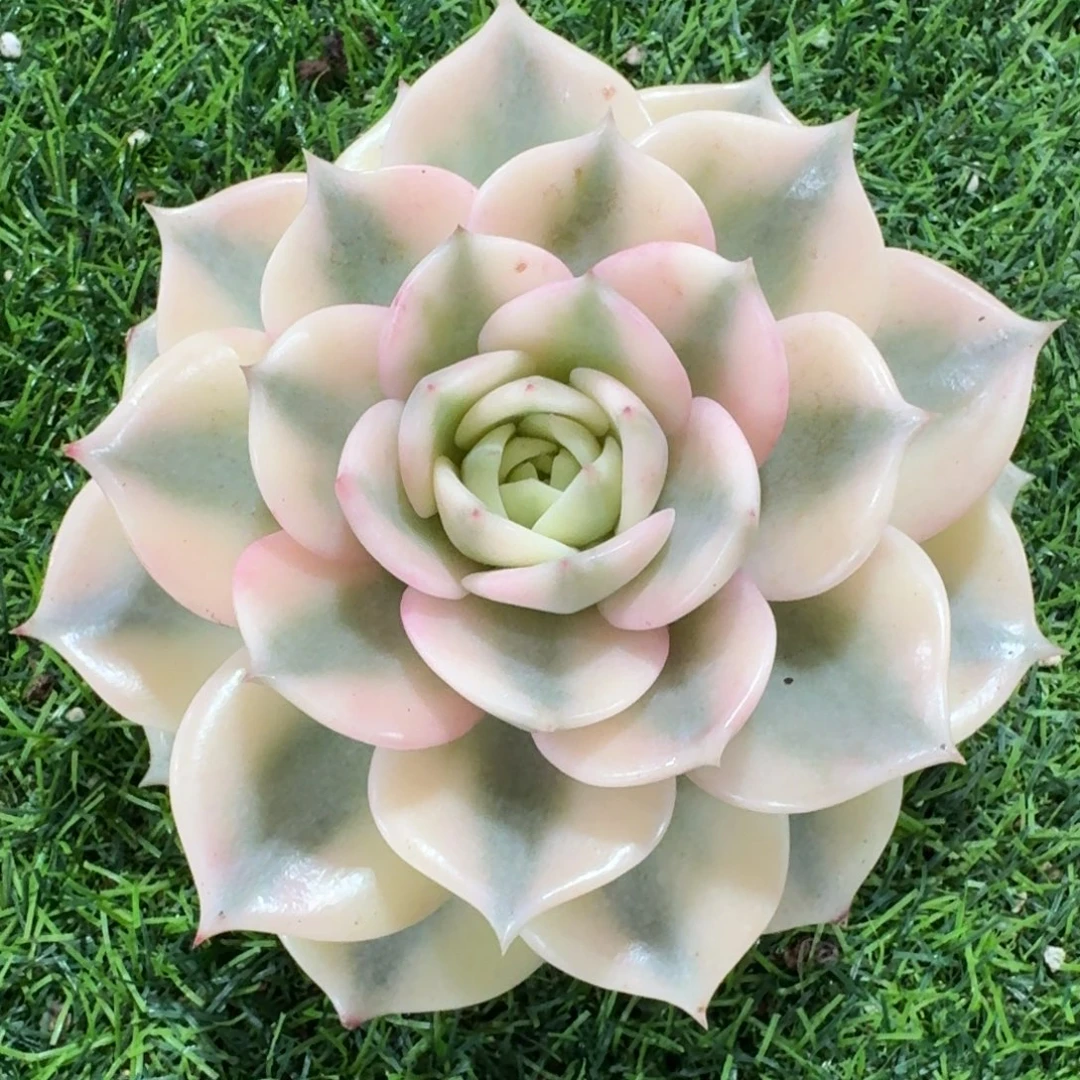 请***）1297贝加尔湖锦多肉植物