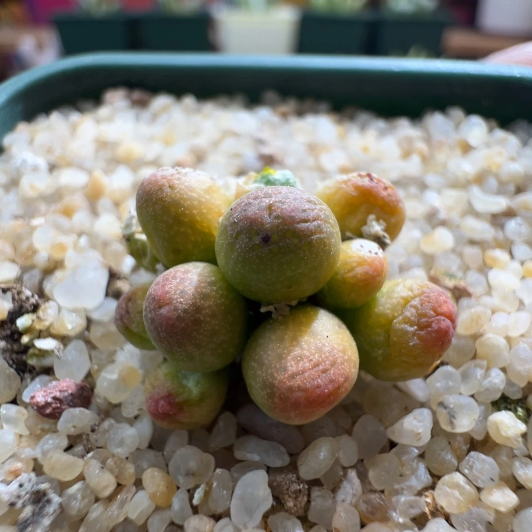 119草莓斑马一颗