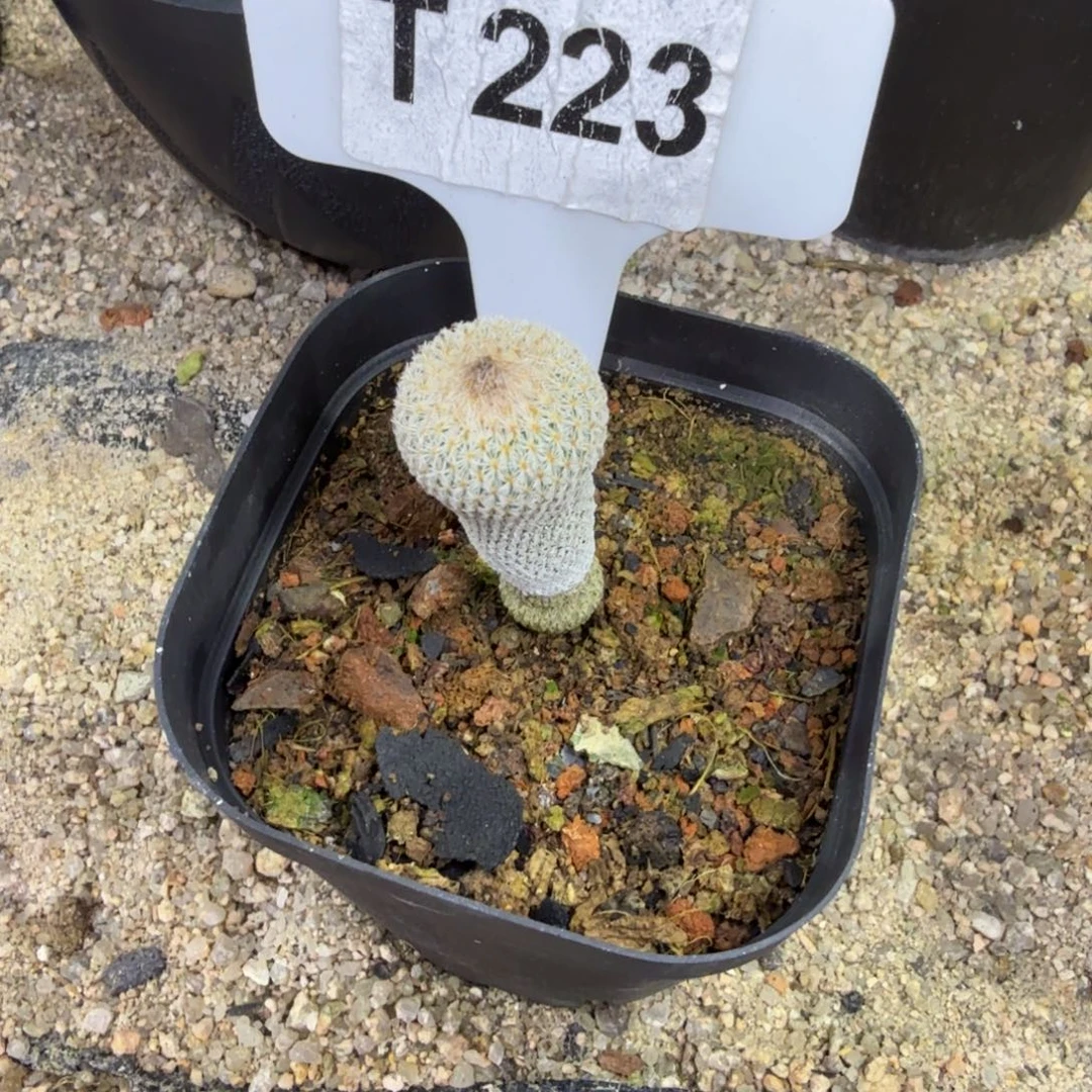 阿****福利月世界一颗带盆