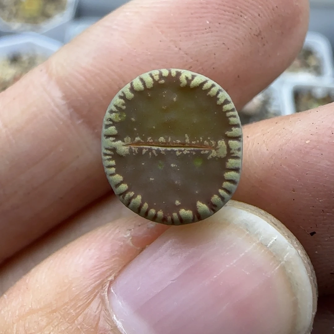 86二蜕红光阳清框福利30包邮