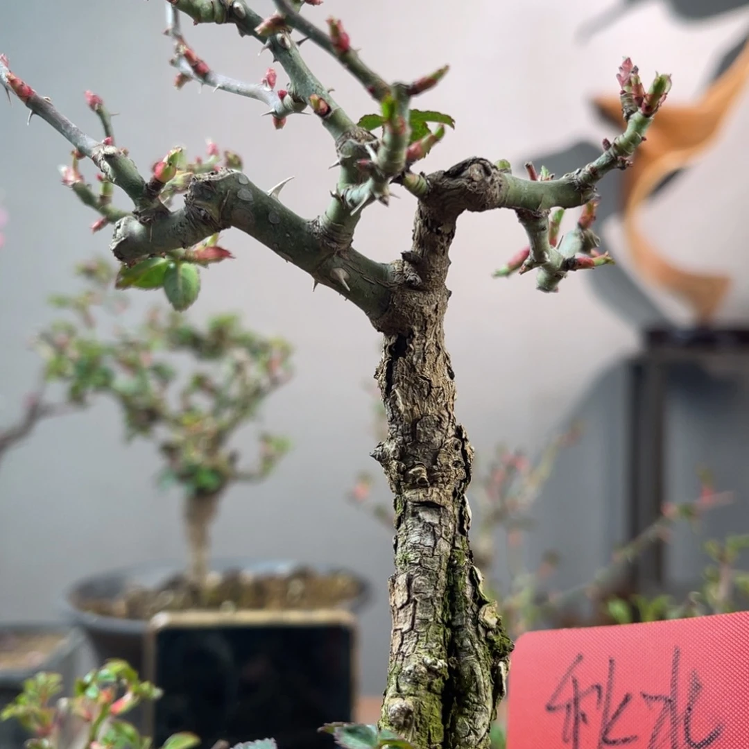 微月季榆叶梅盆景秋****6