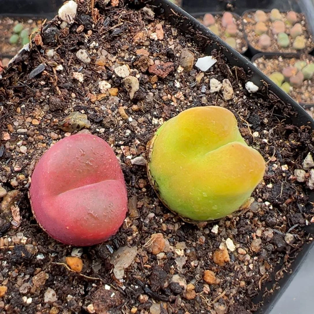 6.29好看的多肉脱土发货164