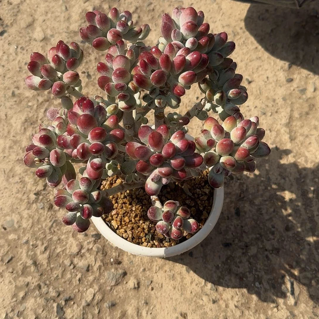 福娘多肉植物 00000000