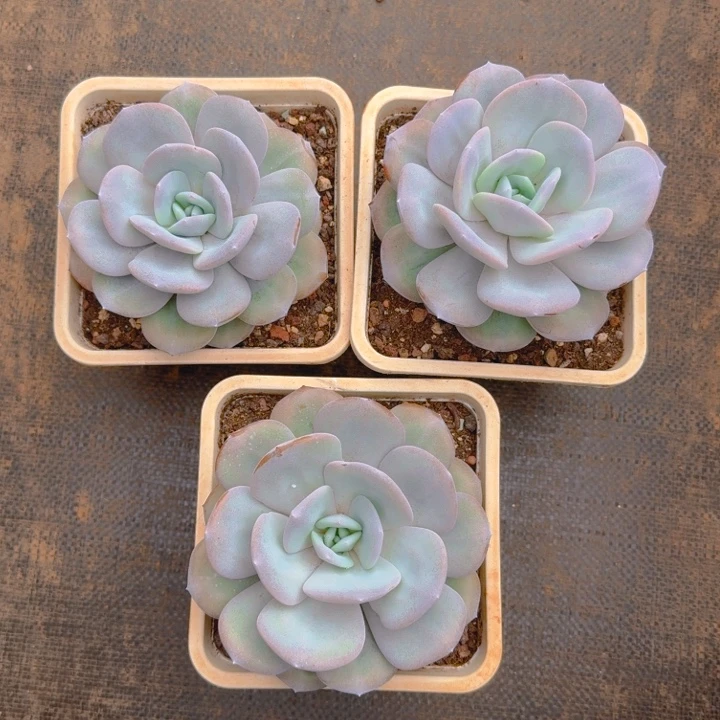 奶茶福利111111111111111