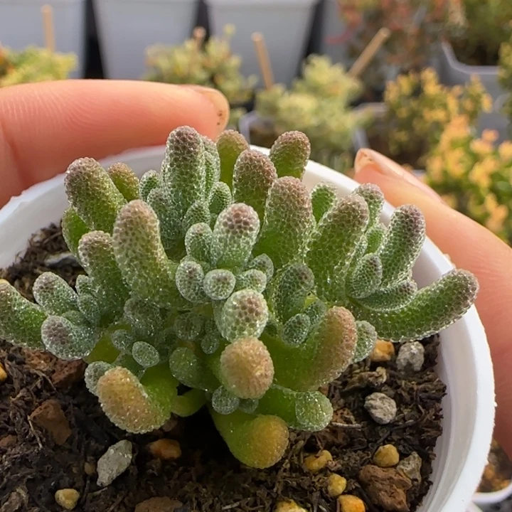 062-橙冰晶植物枝干