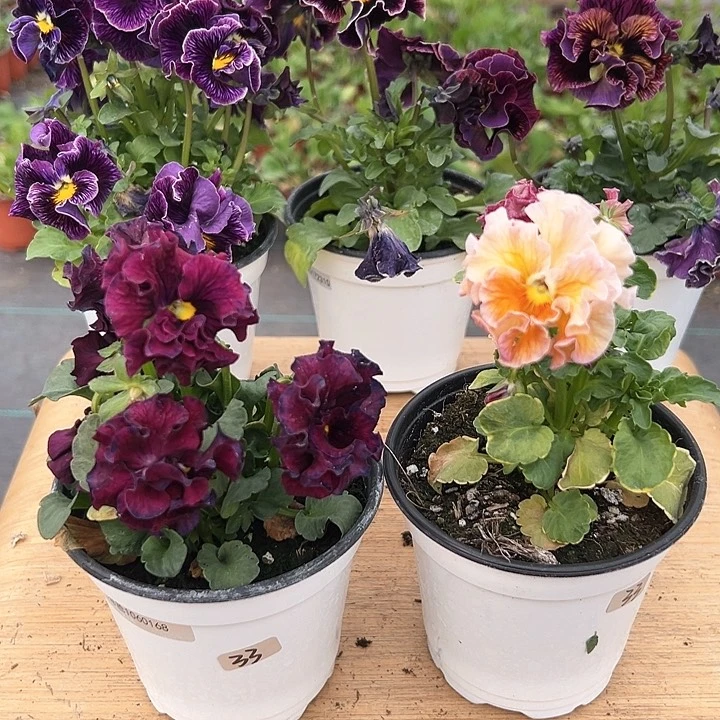 红陶抖音直播闪拍33