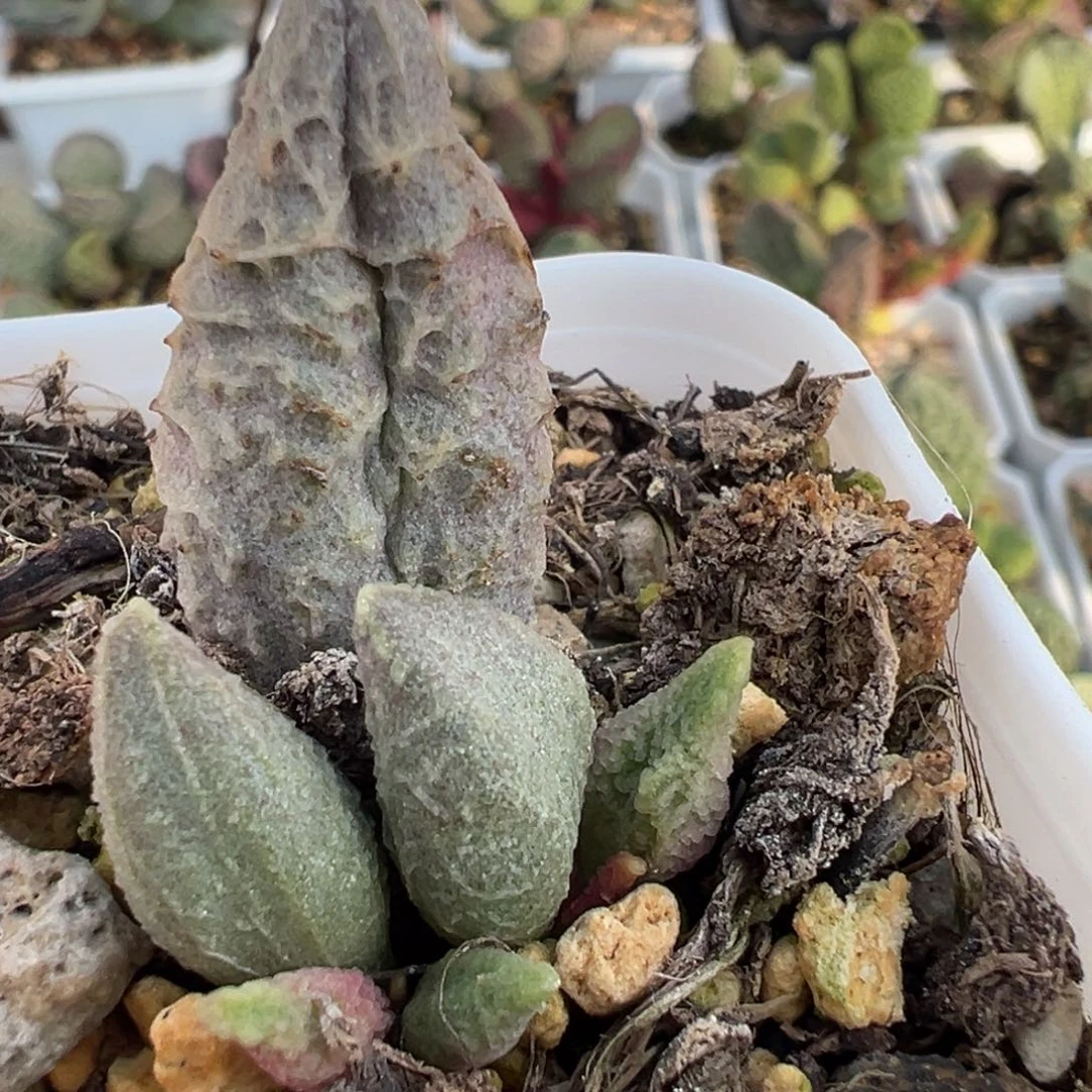 倒刺融化纹冰激凌大苗