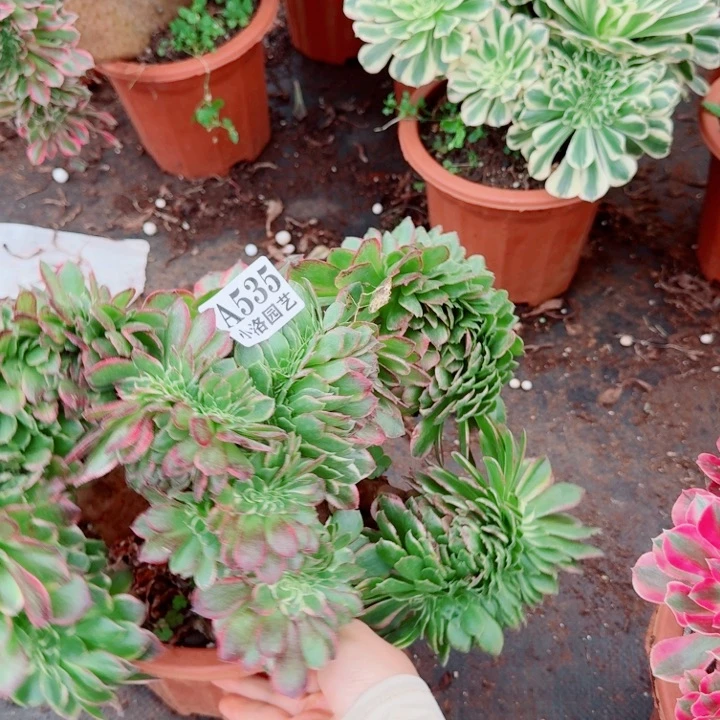 535 海王缀化多肉植物