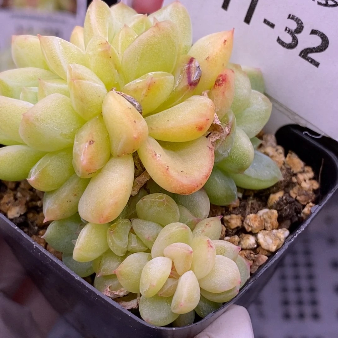 【闪购商品】11-32