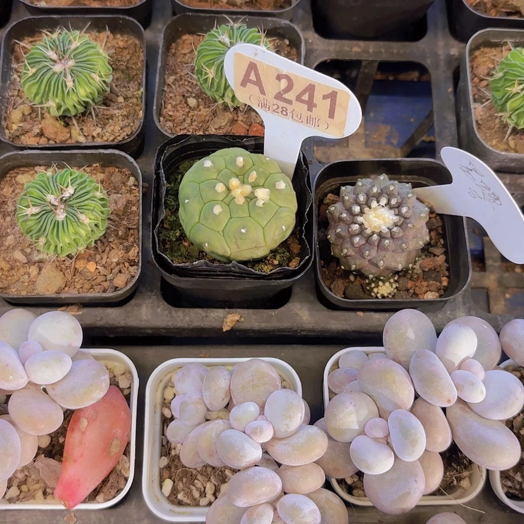 A241龟甲兜一物一拍