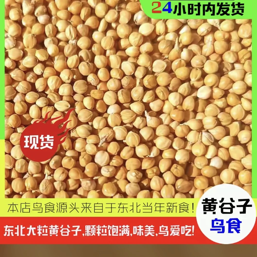 东北大粒黄谷子  颗粒饱满 色泽金黄