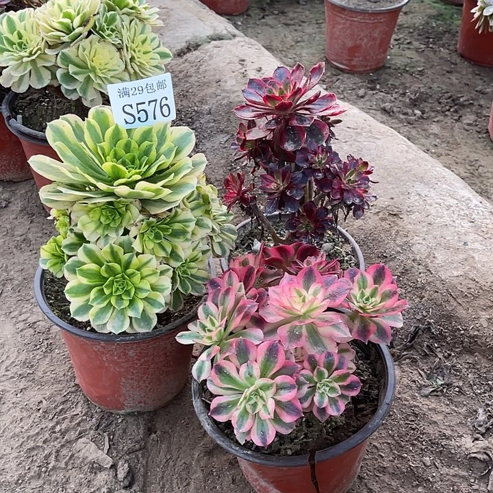 576     3颗多肉植物