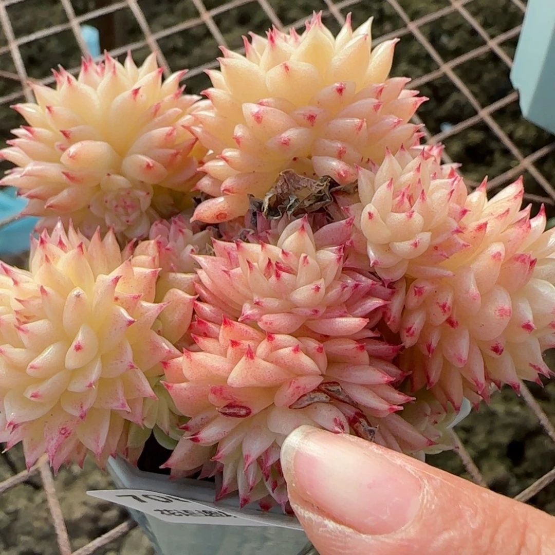 花语逸镜0206-706叶伤