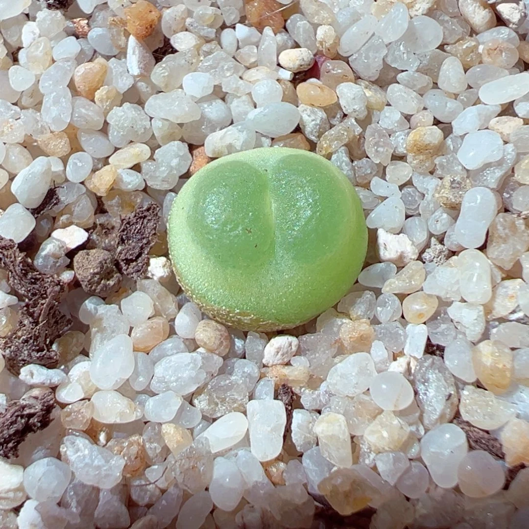 529-647多肉拉登1.1cm